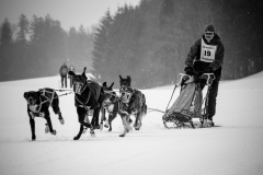 Courses de chiens de traîneau 2019