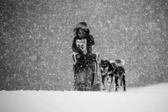 26012019-IMG_8979-Chiens-de-traineau-RAW-022