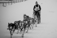 26012019-IMG_9026-Chiens-de-traineau-RAW-042