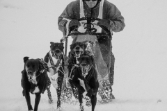 26012019-IMG_9033-Chiens-de-traineau-RAW-047