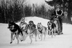 26012019-IMG_9041-Chiens-de-traineau-RAW-053