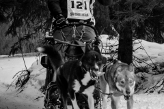 26012019-IMG_9069-Chiens-de-traineau-RAW-074