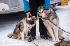 Chiens00004