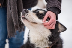 Chiens00005