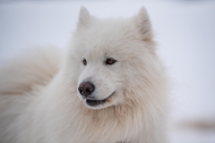 Chiens00009