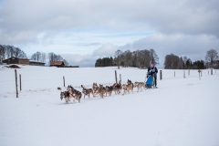 Chiens00023