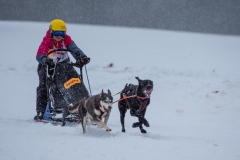 Chiens00029