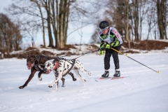 Chiens00031