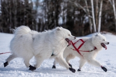Chiens00032