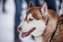 Chiens00035