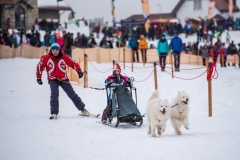 Chiens00039