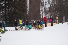Chiens00042