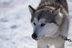 Courses de chiens de traîneaux 2017