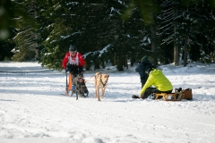 Courses de chiens de traineaux 2023