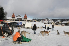 Fête du chien nordique 2014