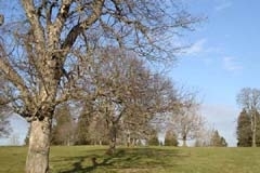 016arbre